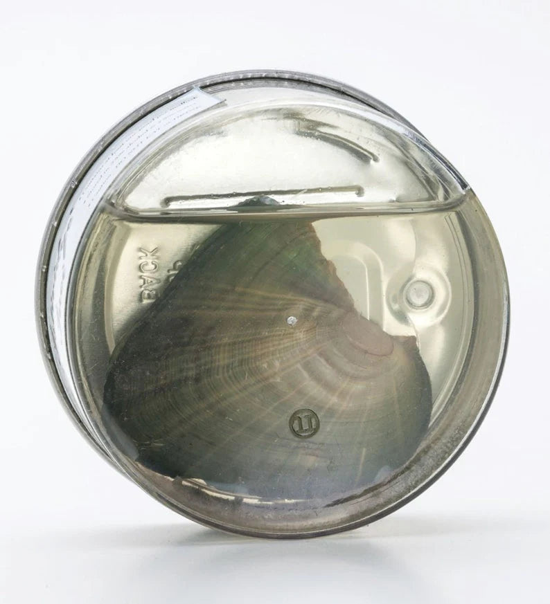 Valentine's Day Pearl Necklace Gift Box