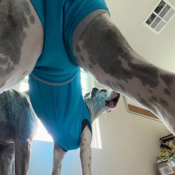 Dog surgical gown, exquisitely designed and soft against the skin.=